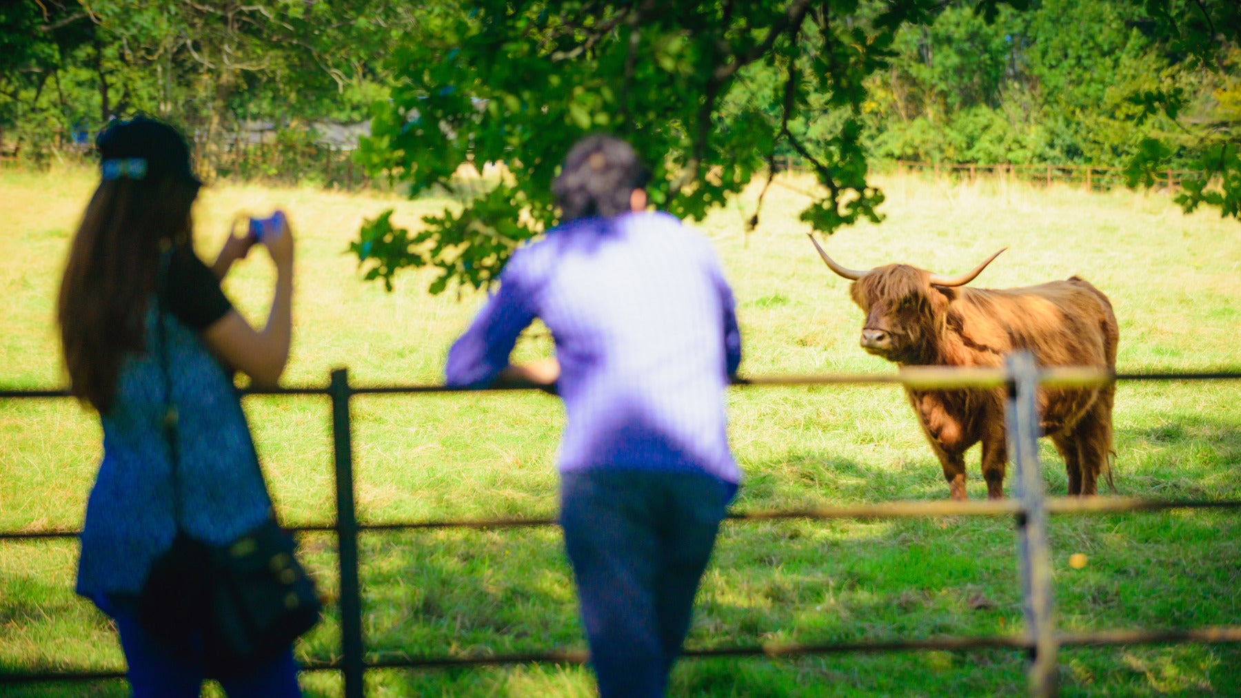 Highland Cow Collection